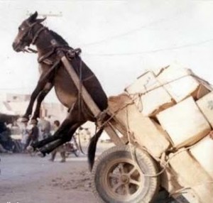 donkey-pulling-cart1