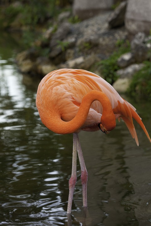 flamingo-2074508_960_720