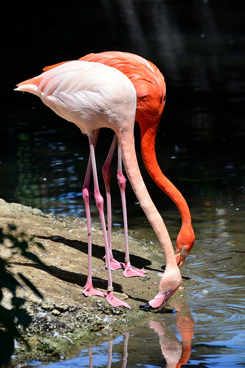 flamingo-2077754_960_720