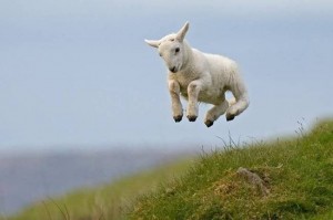 skipping lamb